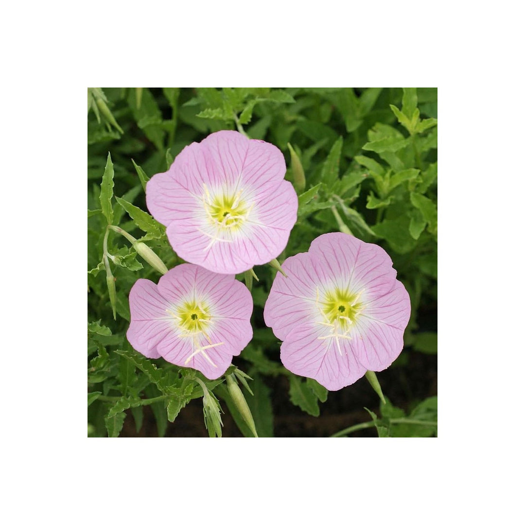 Pink Primrose Primula Malacoides Flower Flower Seeds for Home Garden Planting, Decorative Organic [neera-v5-3df3b778208256d67ce9]
