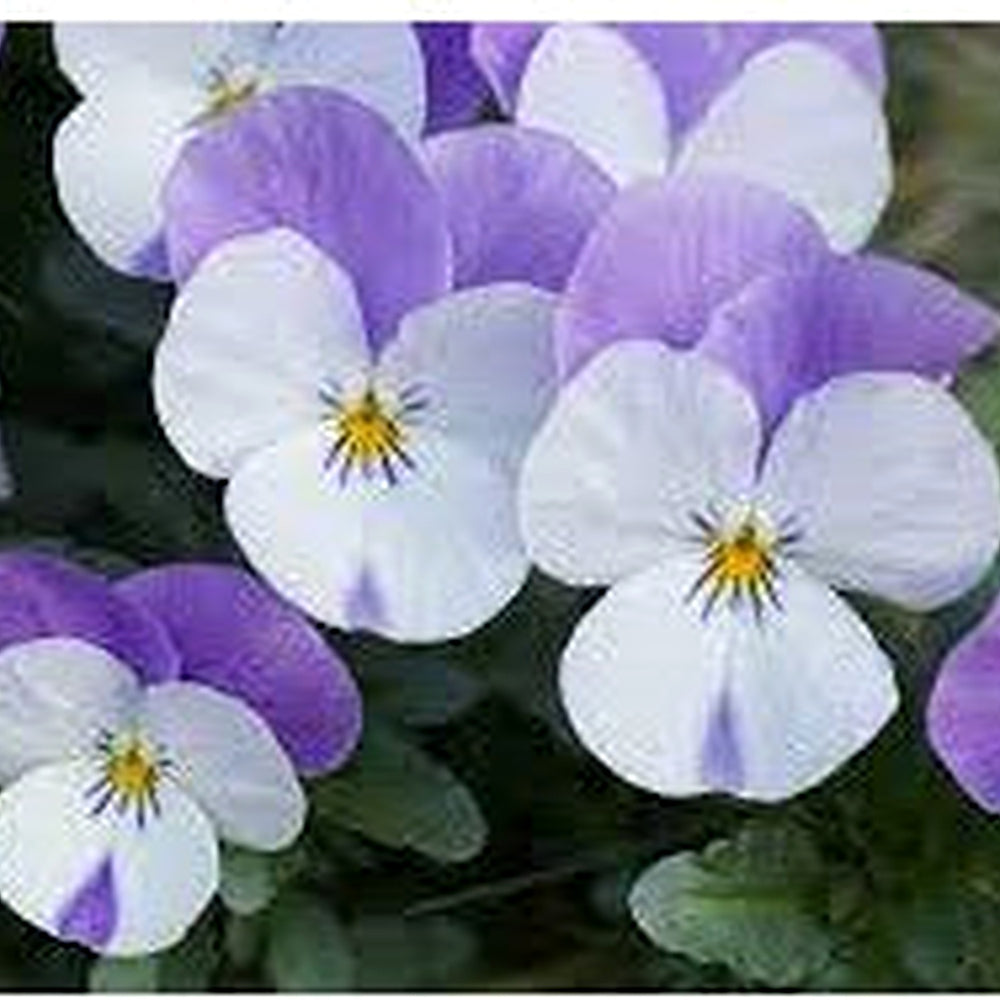 Heirloom Non-GMO Viola Purple White Flower Seeds for Planting [neera-v5-3df451c639da6a5f897e]