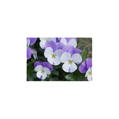 Heirloom Non-GMO Viola Purple White Flower Seeds for Planting [neera-v5-3df451c639da6a5f897e]