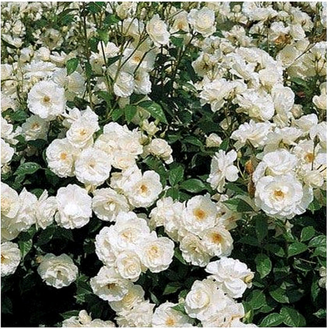 White Creeper Rose Plant For Planting Non Gmo Heirloom Garden For Home And Outdoor Growing Flower [neera-v5-3dfb6b88d1461bd3a57c]