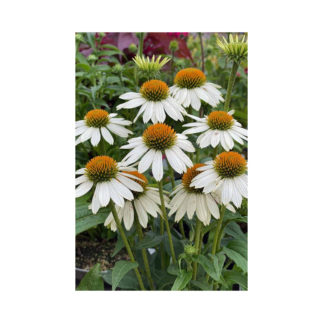 White Echinacea Flower For Planting To Attract Pollinators And Bees Heirloom Flower Seeds for Home [neera-v5-3dffba5a1485154d6f27]