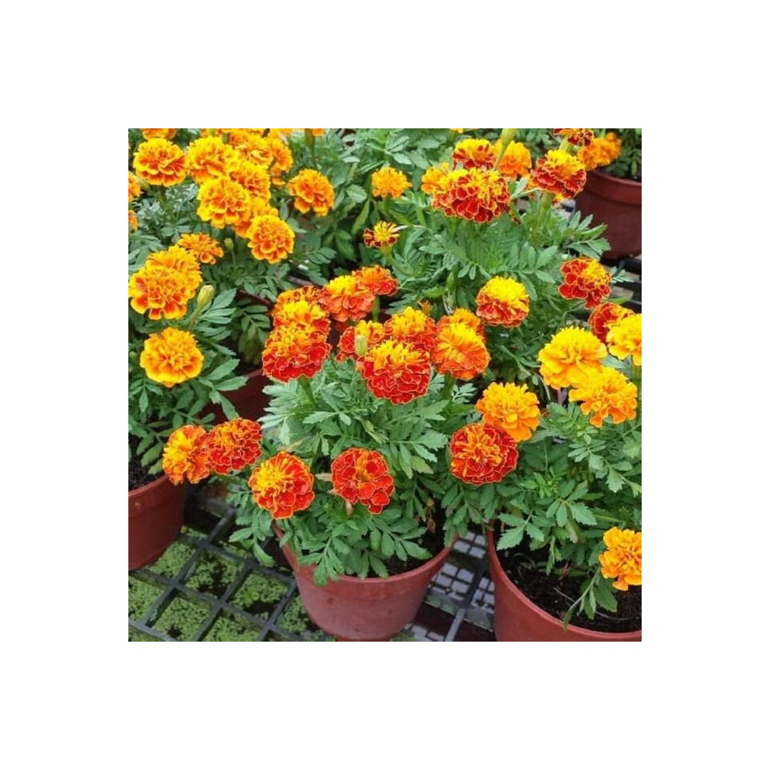 Orange French Marigold Perennial Flower Flower Seeds for Home Garden Planting, Vibrant Organic [neera-v5-3e09b9e10b17e3be297c]