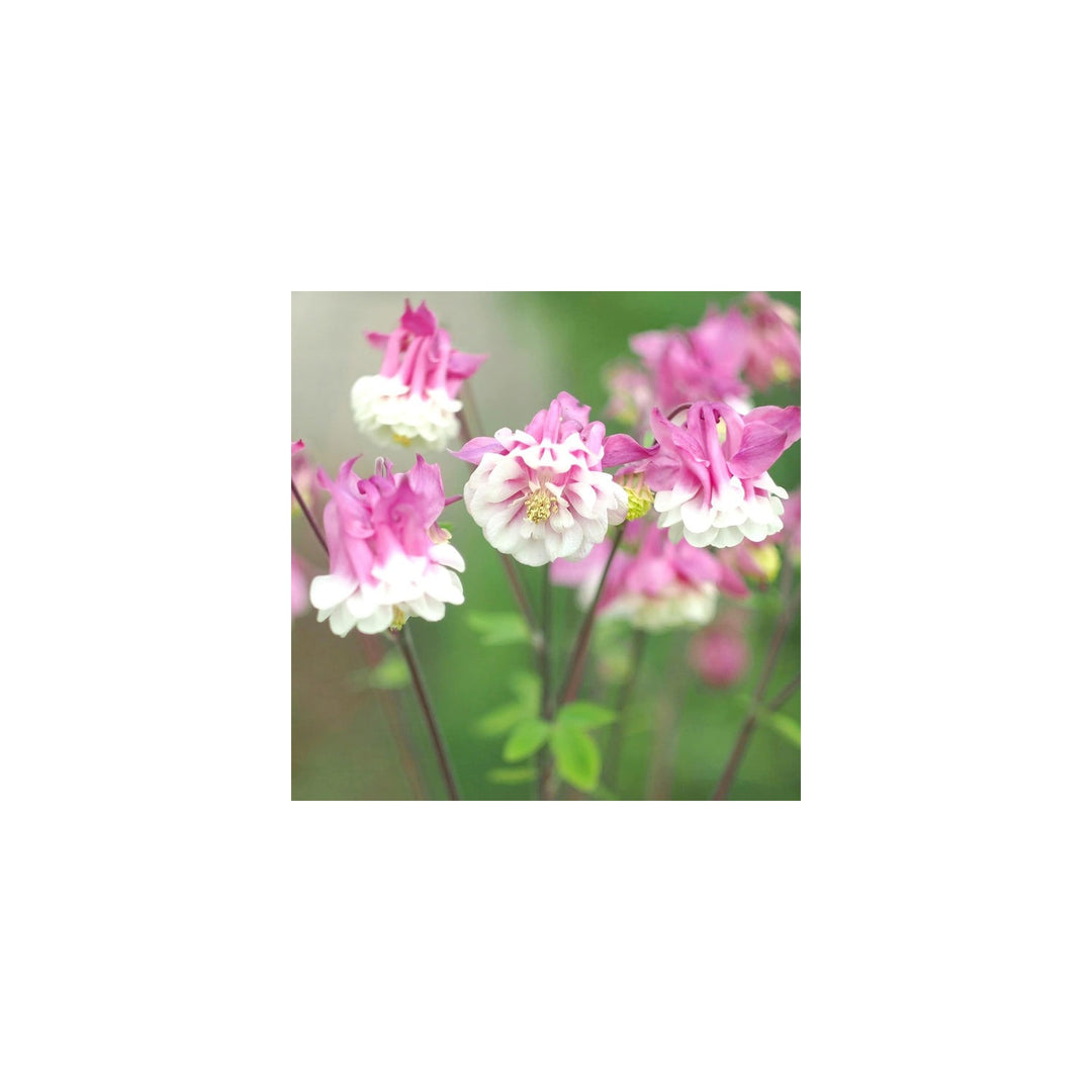 Pink White Petticoat Flower For Garden Planting Flower Seeds for Home Garden Planting, Blooming [neera-v5-3e1aae526842b70f0a77]