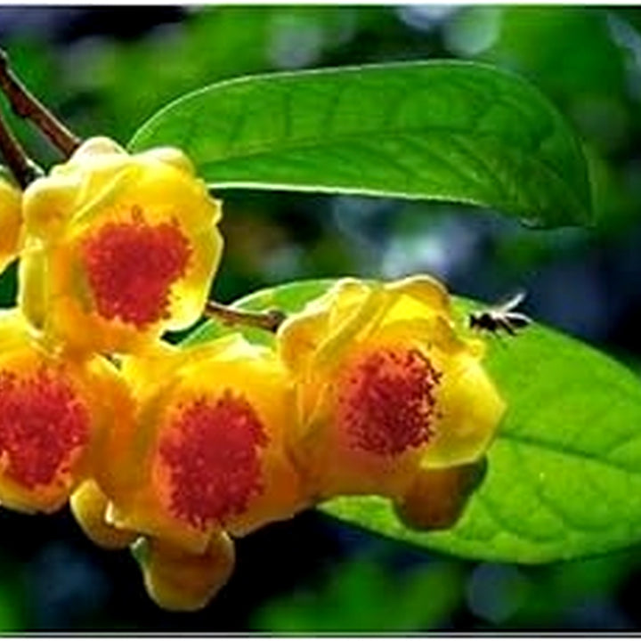 Camellia Flower Seeds for Garden Planting [neera-v5-3e1f9243122cb2dc3d00]