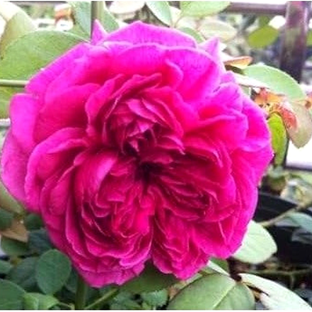 Pink Deep Rose Heirloom Non Gmo For Planting Flower Seeds for Home Garden Planting, Landscape [neera-v5-3e279ab909f61569c960]