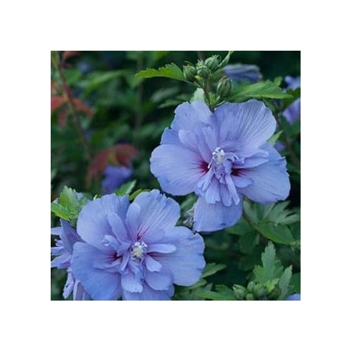 Heirloom Non-GMO Lavender Hibiscus Flower Seeds for Garden Planting | High Germination Organic Garden Seeds [neera-v5-3e3aed0c0ea87bd2debb]