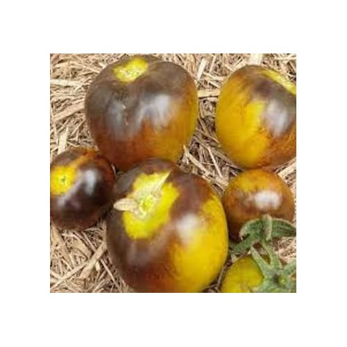 Yellow Brown Tomato Vegetable Seeds for Planting [neera-v5-3e3c49fd1682b50a9331]