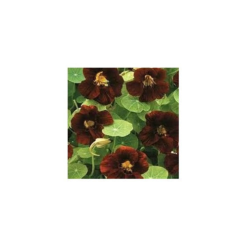 Black Nasturtium Flower Seeds for Planting [neera-v5-3e4042d89a97332576da]