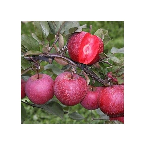 Burgundy Apple Fruit Seeds for Planting [neera-v5-3e515ec194b9d9b88543]