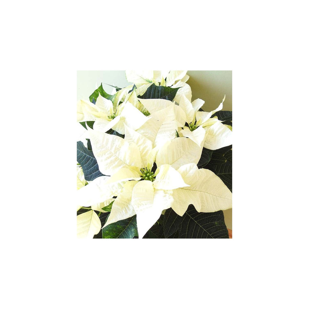 White Green Poinsettia Flower Heirloom Non Gmo Festive Blooms Garden And Pot Planting Flower [neera-v5-3e5c1cf4660a010742c7]