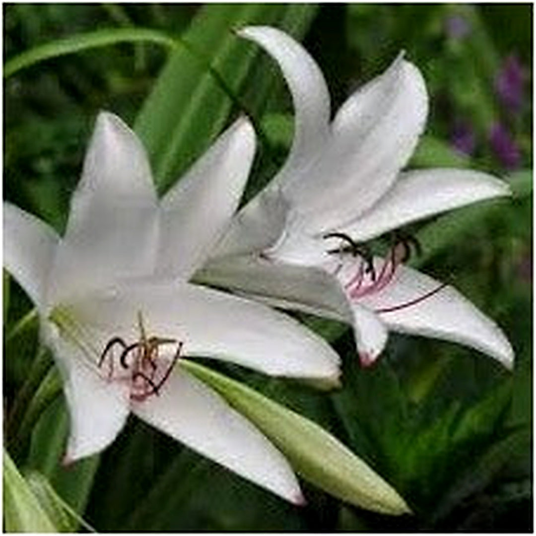 White Crinum Flower For Planting Fragrant Lily Like Blooms Hardy Perennial Garden Flower Seeds for [neera-v5-3e653ba46647276f33e7]
