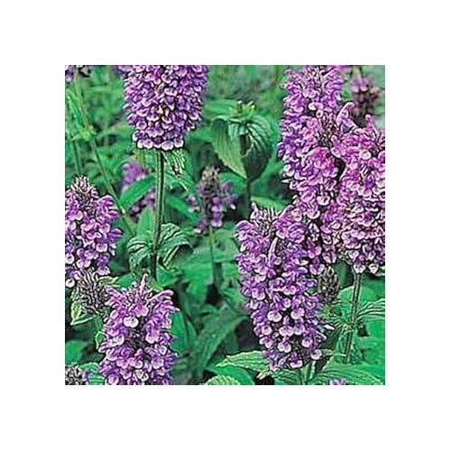 Heirloom Non-GMO Violet Catmint Flower Seeds for Planting [neera-v5-3e67762ee39a955dff01]
