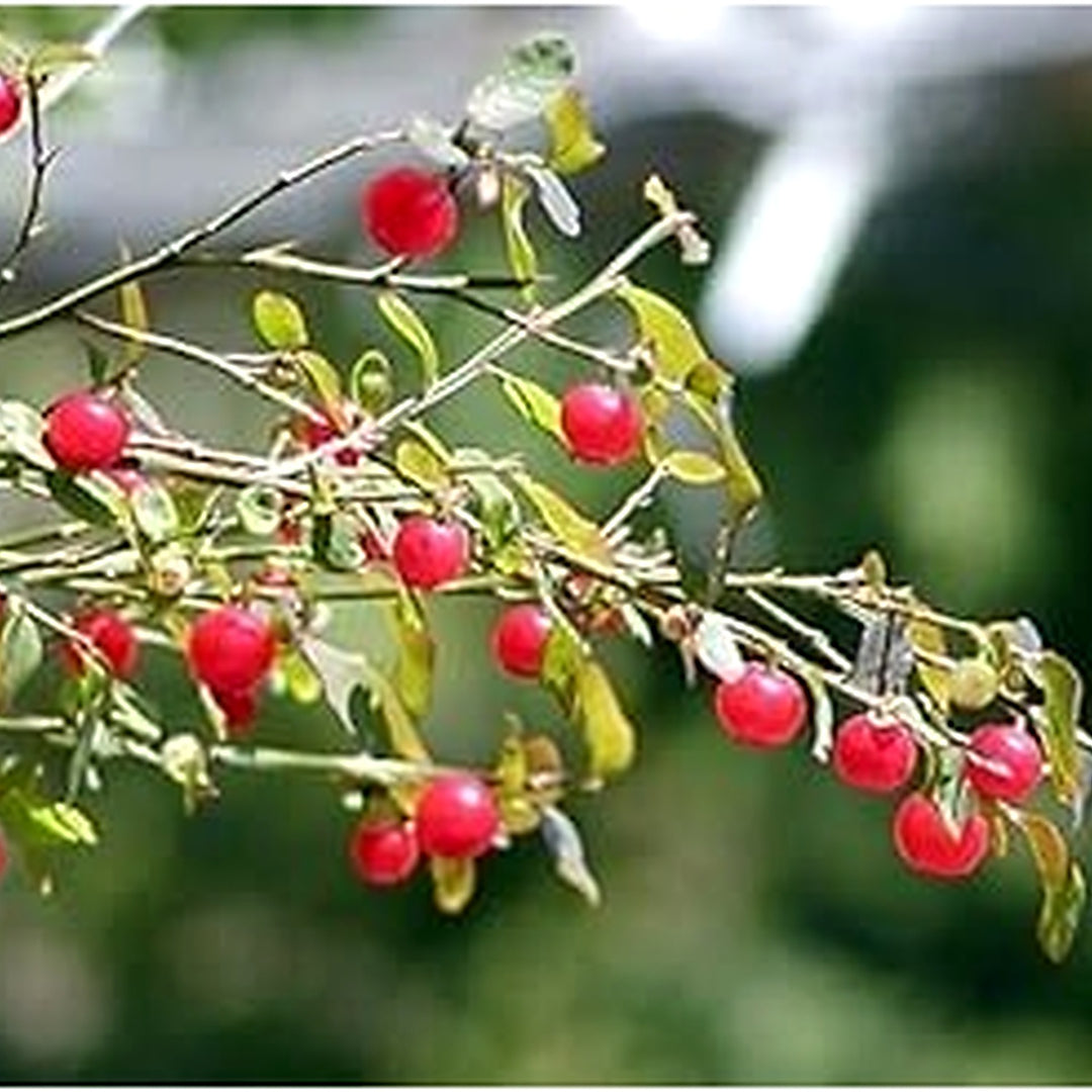 Red Huckleberry Fruit Seeds for Planting [neera-v5-3e697b5de0ffe83f26e4]