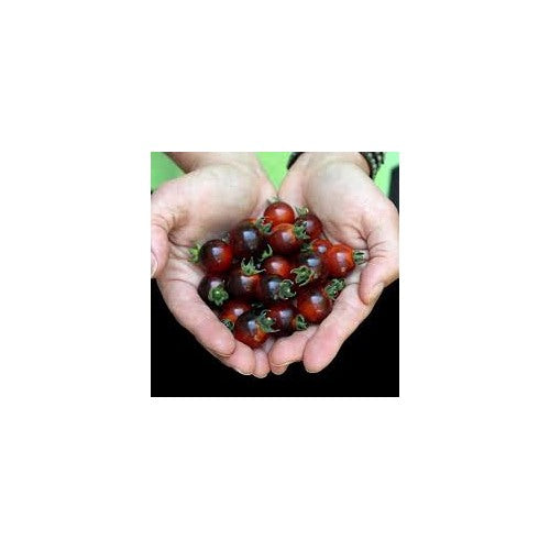 Red Black Tomato Vegetable Seeds for Planting [neera-v5-3e72ba739cfe7a26e1e7]