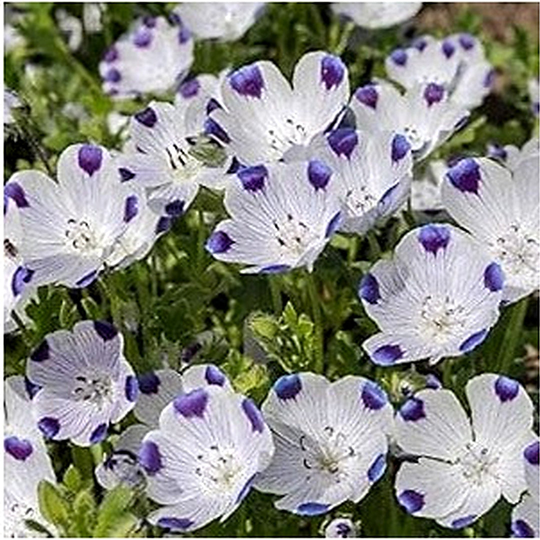Five Spot For Vibrant Eye Catching Blooms Flower Seeds for Home Garden Planting, Ornamental Organic [neera-v5-3e7382c55e5bab84d62e]