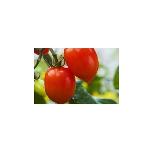 Red Tomato Seeds for Planting [neera-v5-3e7b15102055b3410a1c]