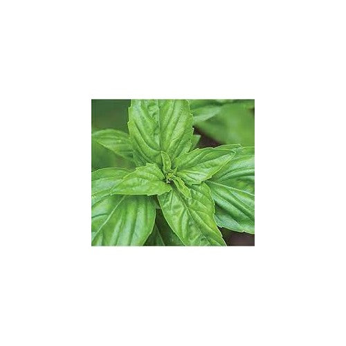Napoletano Basil Seeds for Planting [neera-v5-3e86055cd0847af99c00]
