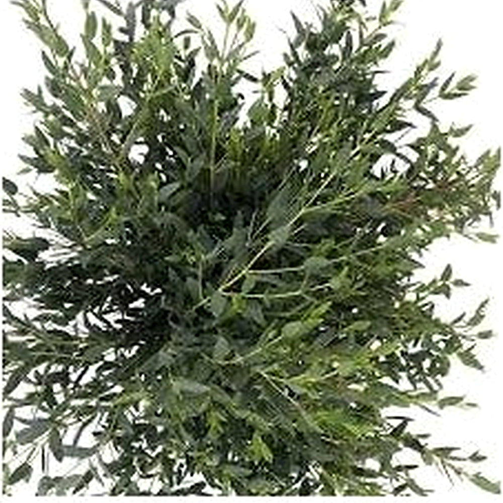 Green Eucalyptus Parvifolia Plant Seeds for Planting [neera-v5-3e9ae57fdb84c33bda0b]