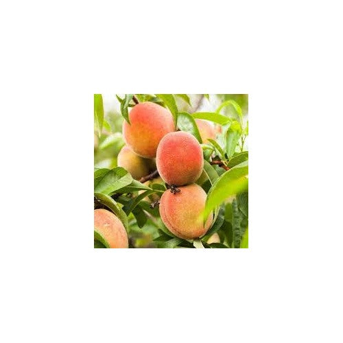 Glohaven Peach Palm Fruit Seeds for Planting [neera-v5-3ea589b069c6b0e11a4c]