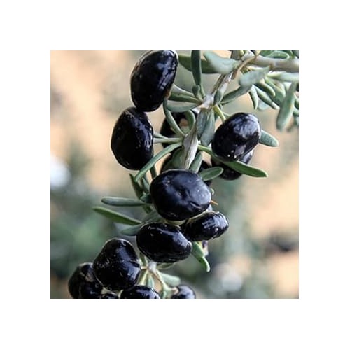 Jamaica Cherry Fruit Seeds for Planting [neera-v5-3eacb8b7a5c9331a3b3d]
