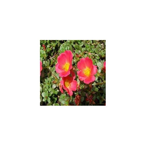 Red Rock Purslane Ruby Tuesday or Calandrinia Flower Seeds for Planting [neera-v5-3eb7e961ee949d84a528]