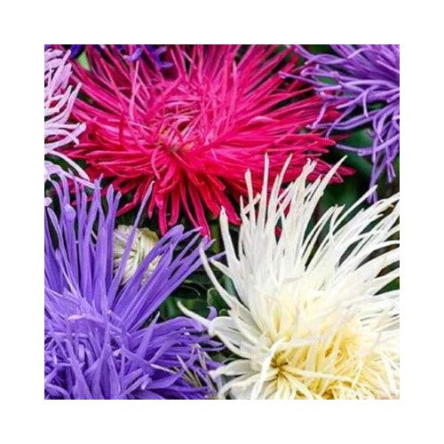 Crego Giant Mixture Aster Planting Non Gmo Heirloom Fresh Flower Planting Flower Seeds [neera-v5-3eb98c5370d6a5ba0632]