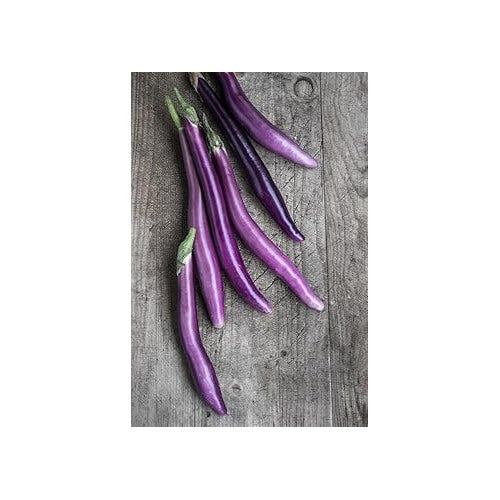 Aubergine Seeds for Planting [neera-v5-3ebeaa4bec575e3f7b72]