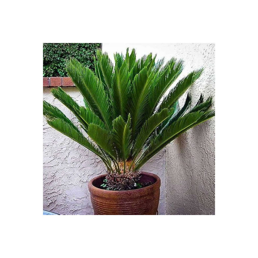 Cycas Plant For Planting Brown Flower Seeds for Home Garden Planting, Fragrant Organic Blooming [neera-v5-3ec60777e6837dca4504]