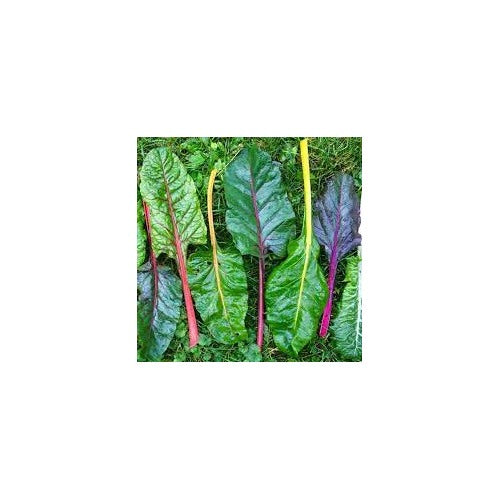 Pink Green Swiss Chard Seeds for Planting [neera-v5-3ec6440b87eddc99ebdd]