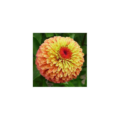 Orange Lime Zinnia Flower For Planting Bright Vibrant Blooms Non Gmo Heirloom Flower Seeds for Home [neera-v5-3ecfbd6f6db3c9ec8706]