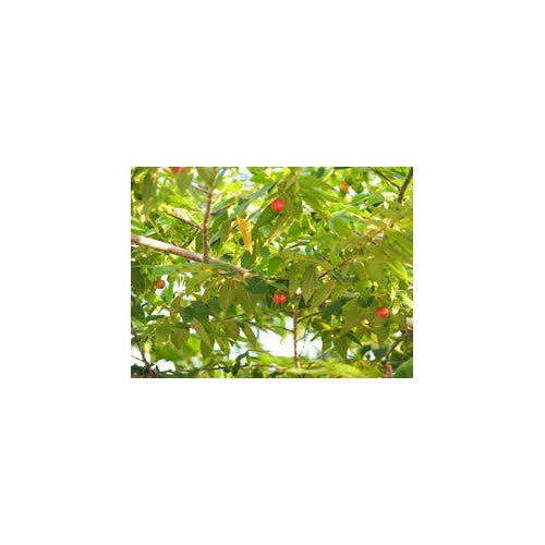 Muntingia Calabura Seeds for Planting [neera-v5-3ed65205c3fb74935b77]