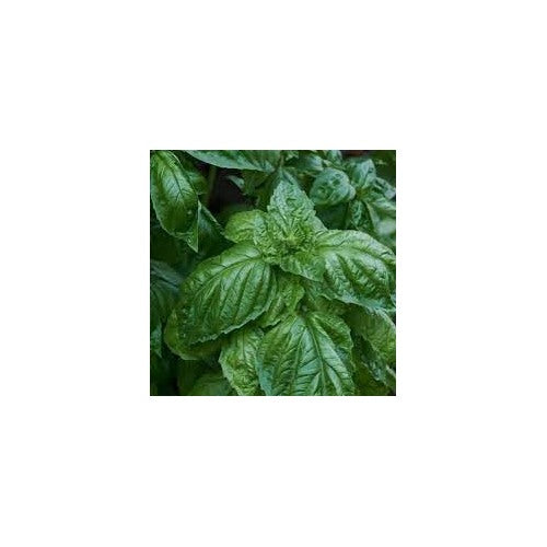 Basil Herb Seeds for Planting [neera-v5-3ed6a259ab02f681dd51]