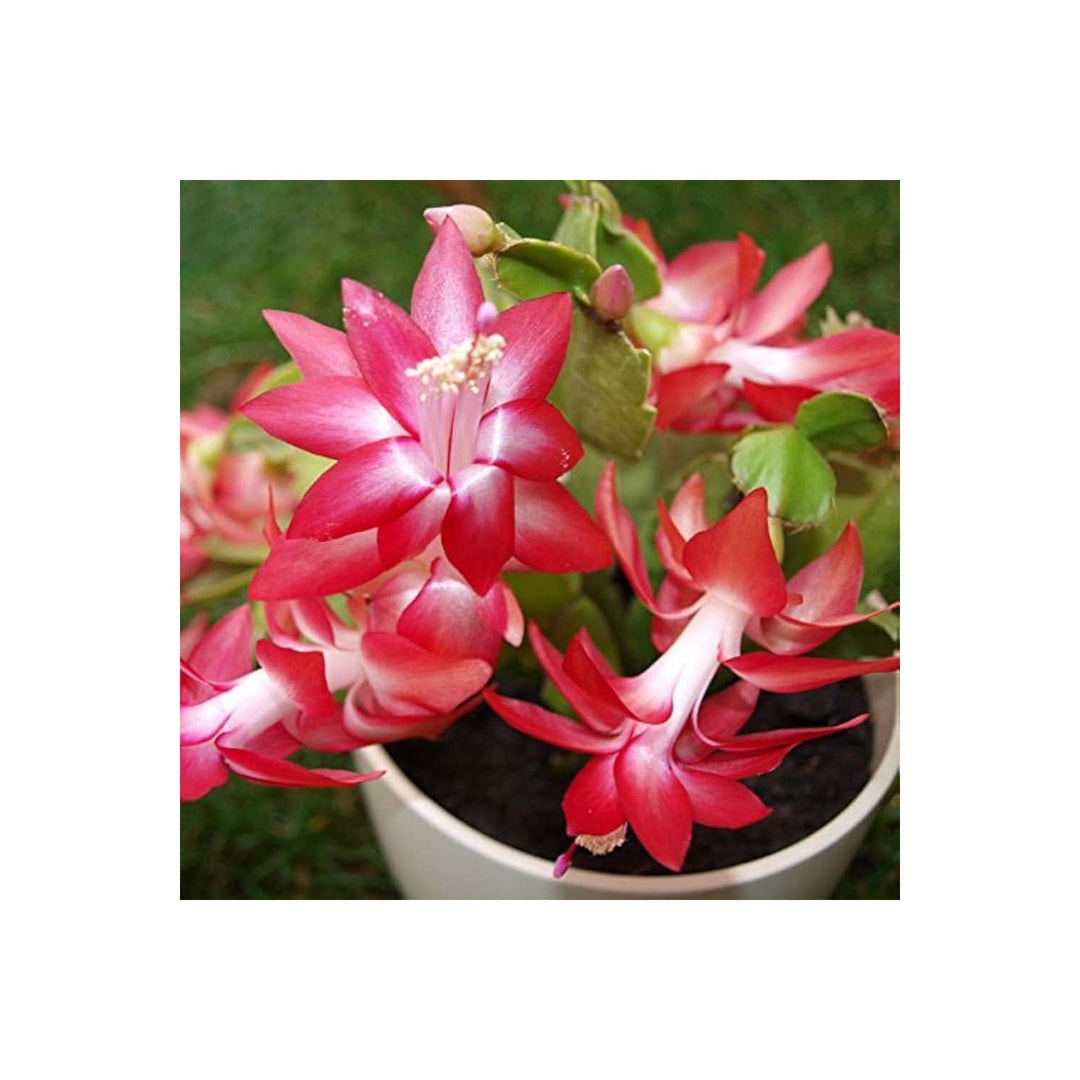 Christmas Cactus Schlumbergera Truncata Flower For Planting In Indoor Pots Hanging Containers [neera-v5-3f01bdafeb76c007eba4]