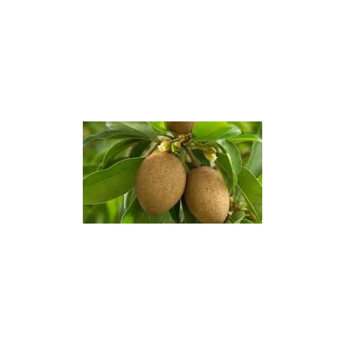 Sapodilla Chikoo Fruit Seeds for Garden Planting | Non-GMO, Tropical Fruit Variety [neera-v5-3f1028f08129fcb13ecd]