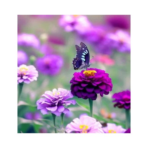 Purple Zinnia Planting Prince Flower Planting Non Gmo Butterflies Heirloom Non Gmo Easy To [neera-v5-3f18fb8c7a435aabf9e1]
