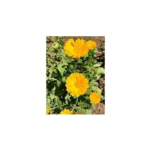 Resina Calendula Flower Seeds [neera-v5-3f1a7ad058912e5caf52]
