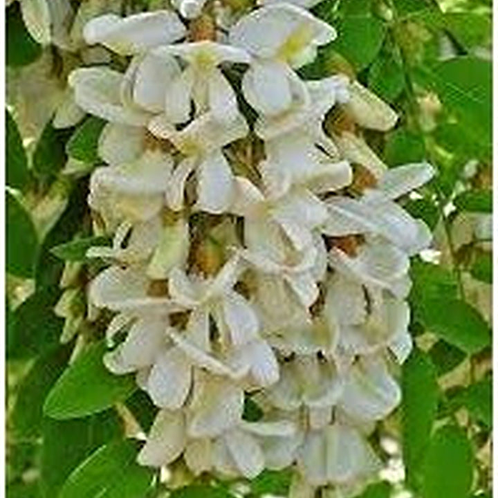Heirloom Pseudoacacia Flower Seeds for Garden Planting, Non-GMO, Fragrant Tree Blooms [neera-v5-3f1c23d288bd6bc5a61e]