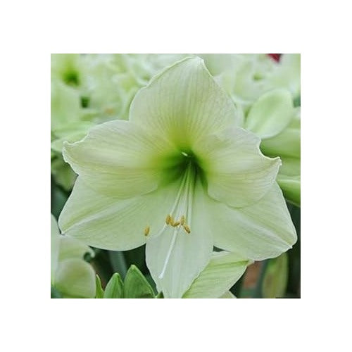 Light Green Hippeastrum Rutilum Flower Seeds for Planting [neera-v5-3f2ce2ce819bac5164f9]