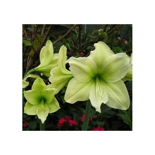 Green Hippeastrum Rutilum Flower Seeds for Planting [neera-v5-3f35829d4f604c4c452d]