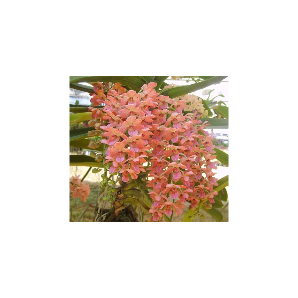 Peach Phalaenopsis Orchid Flower Non Gmo Heirloom For Planting Flower Seeds for Home Garden [neera-v5-3f3670e5511654bbc0fc]