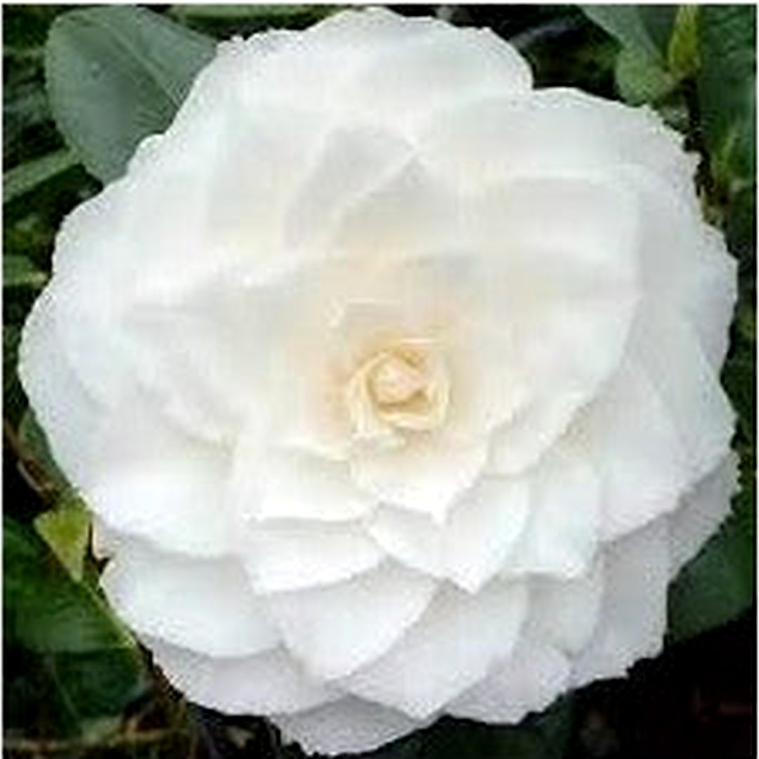 White Camellia Flores Flower Seeds [neera-v5-3f3a5a3be88c48b7256d]
