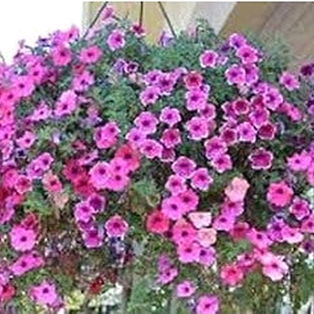 Pink Purple Hanging Petunia Seeds [neera-v5-3f3e5a0682e13459c438]