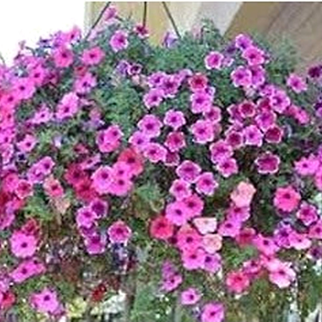 Pink Purple Hanging Petunia Seeds [neera-v5-3f3e5a0682e13459c438]