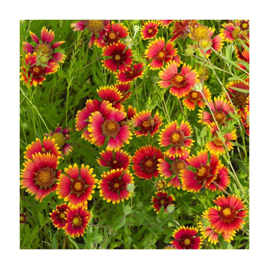 Gaillardia Aristata Flower For Planting Non Gmo Flower Seeds for Home Garden Planting, Vibrant [neera-v5-3f439fa998e82c783785]