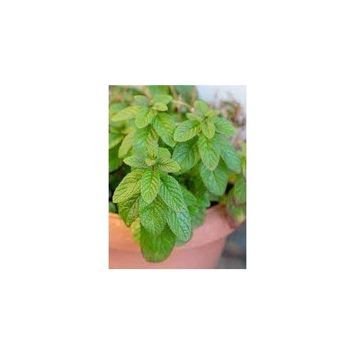 Mint Vegetable Seeds for Planting | Heirloom, Non-GMO, High Germination Organic Garden Seeds [neera-v5-3f6c868885ea0ce43365]