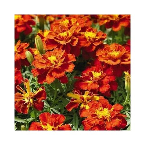 Red French Marigold Cherry Beneficial In Vegetable Gardens Non Gmo Heirloom Easy To Grow Annual [neera-v5-3f6f05a98930d809b2f8]