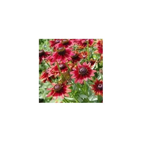Black Eyed Susan Flower For Planting Non Gmo Flower Seeds for Home Garden Planting, Exotic Organic [neera-v5-3f737bbdb50d0492033d]