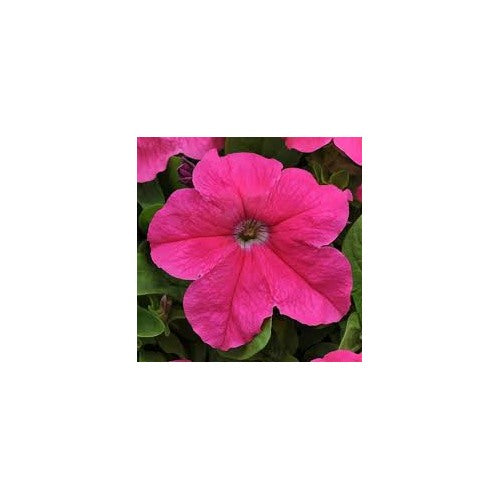 Cerise Pink Petunia Flower Seeds for Planting [neera-v5-3f74fc756c0ad6edda88]