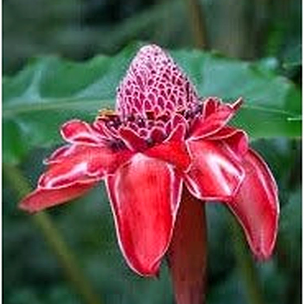 Ginger Etlingera Elatior Flower Seeds for Planting [neera-v5-3f7df42f479d18416f2f]