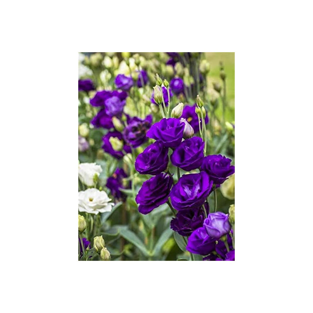 Purple Lisianthus Eustoma Griflorum Shade Flower For Planting Suitable For Home Garden Cut [neera-v5-3f8642d21e4155b9da12]